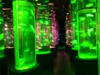 2018 dostawca akrylowej meduzy