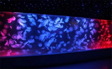 Akrylowy zbiornik z meduzami