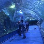 Niestandardowe akrylowe tunelowe akwarium z plexi